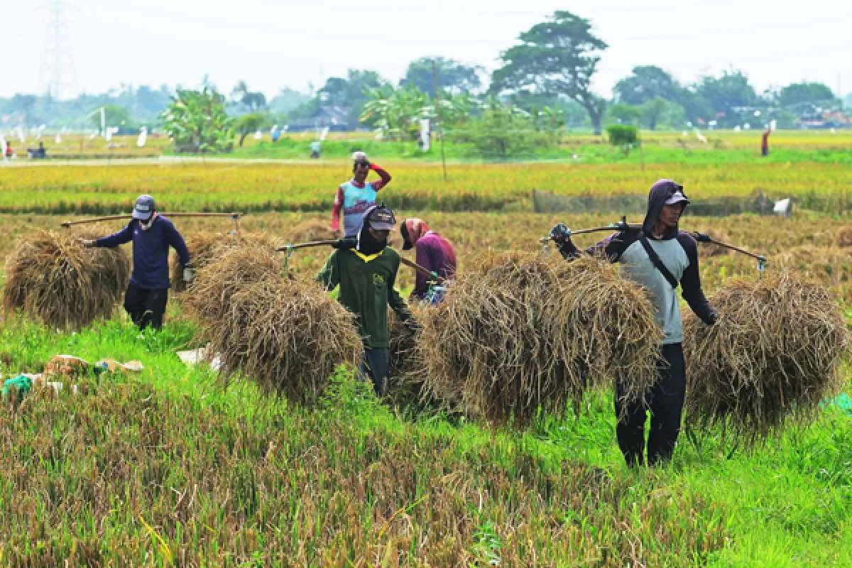 Daya Beli Buruh Tani dan Buruh Bangunan Meningkat pada Februari 2022