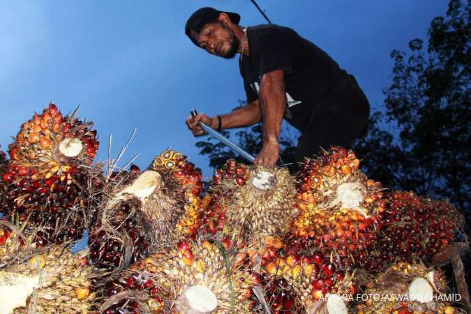 10 Negara Produsen Minyak Kelapa Sawit Terbesar di Dunia