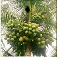 Bappenas: Pungutan Kelapa yang Bakal Dihimpun BPDPKS Masih Dihitung