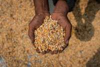 Badan Pangan Nasional Siap Gelontorkan 52.400 Ton Jagung SPHP untuk Peternak Layer