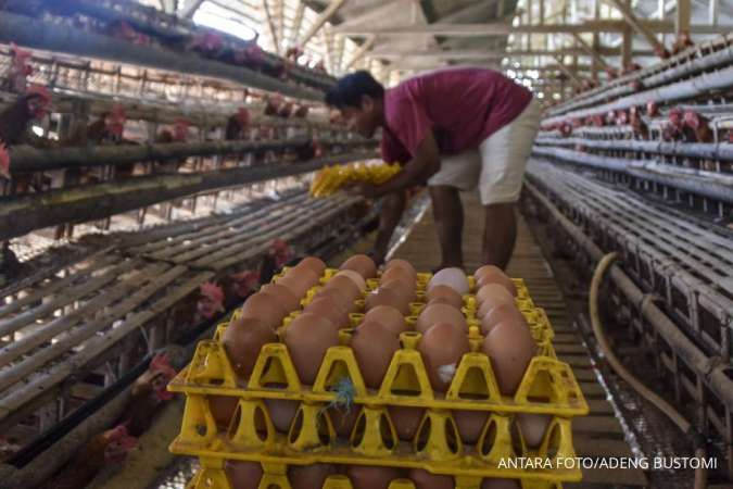 Waspada, Kelangkaan Stok Telur dan Daging Ayam Akan Terjadi Jika Harga Pakan Naik