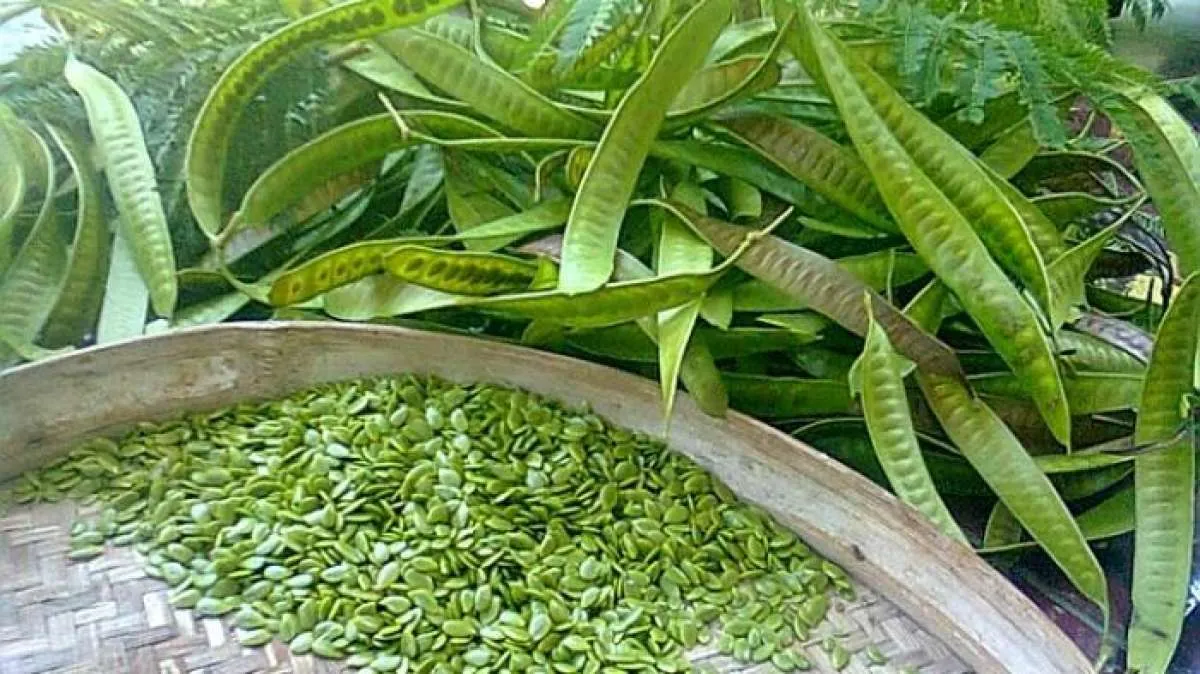 Manfaat Petai Cina Untuk Mengontrol Gula Darah, Ada 7 Khasiat Penting