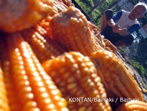 Harga jagung terus terkerek naik akibat seretnya pasokan 
