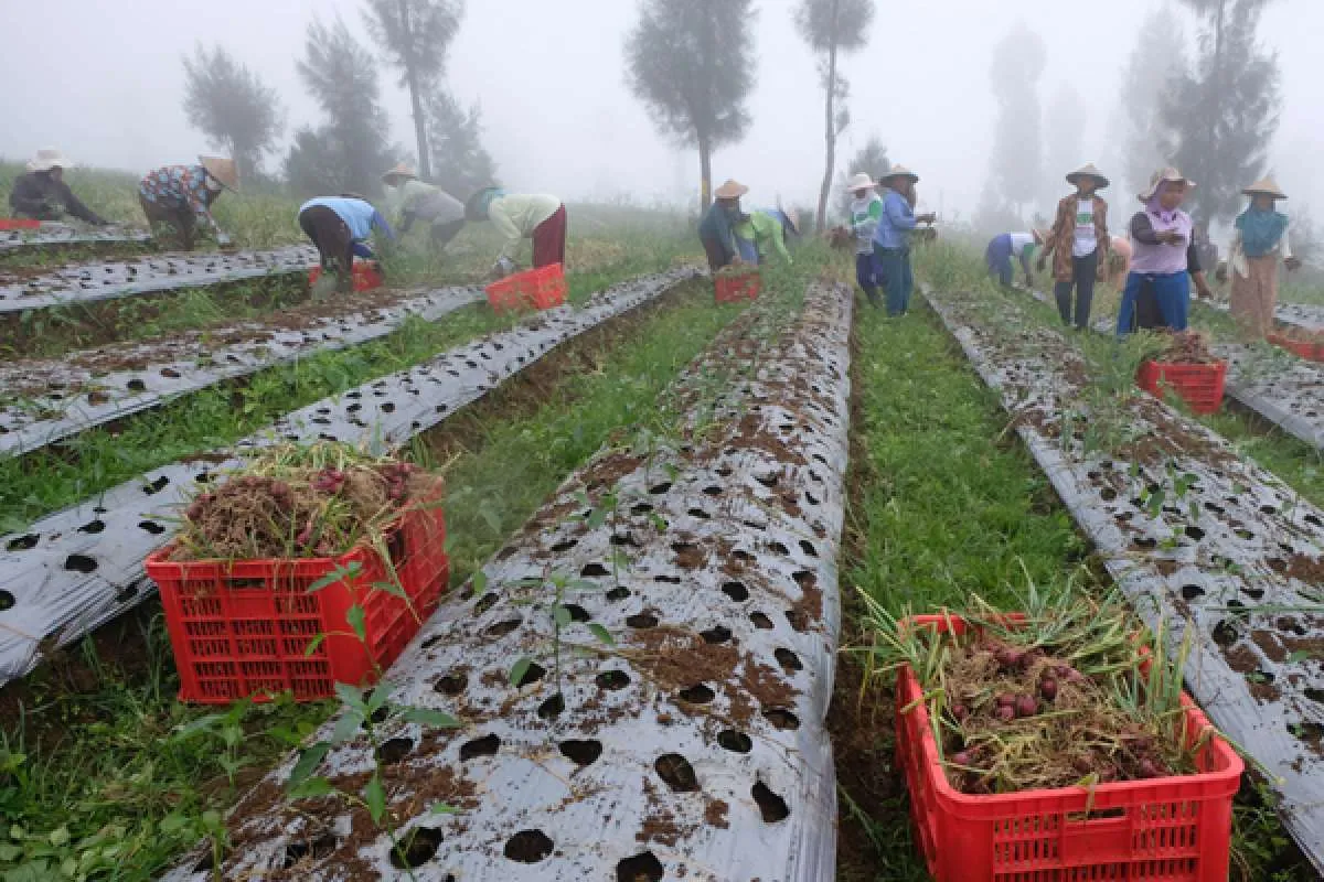 Pengembangan Food Estate, Pengamat Minta Pelibatan Petani Tak Hanya Sebagai Buruh