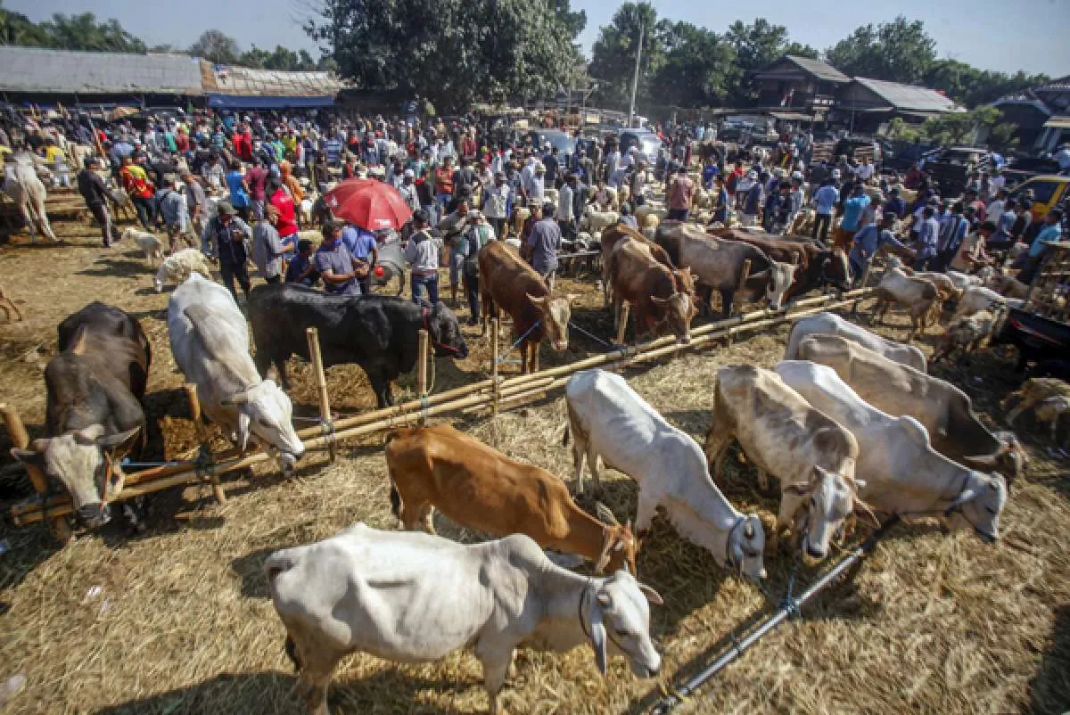 Belum berkurban? ini cara bayar kurban online dan harganya