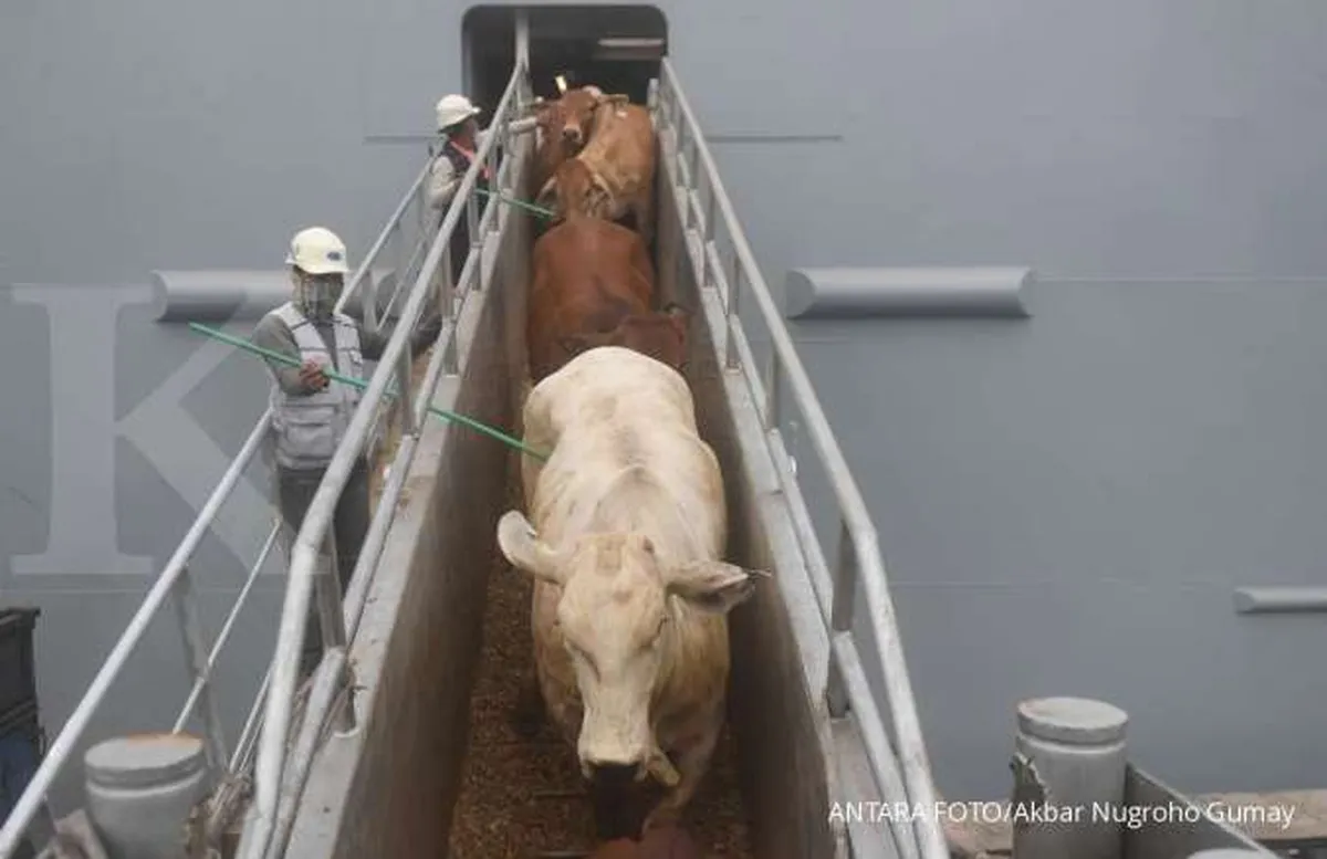 BPS Catat Impor Sapi Melonjak 44,09% pada Agustus 2024