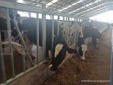 Air Liur Sapi Berlebihan Bisa Jadi Tanda Penyakit, Ini Penyebabnya