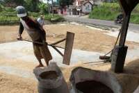 Harga Gabah di Beberapa Daerah Masih di Bawah HPP