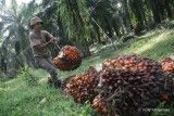 Kata GIMNI atas kebijakan pungutan ekspor CPO dibebaskan