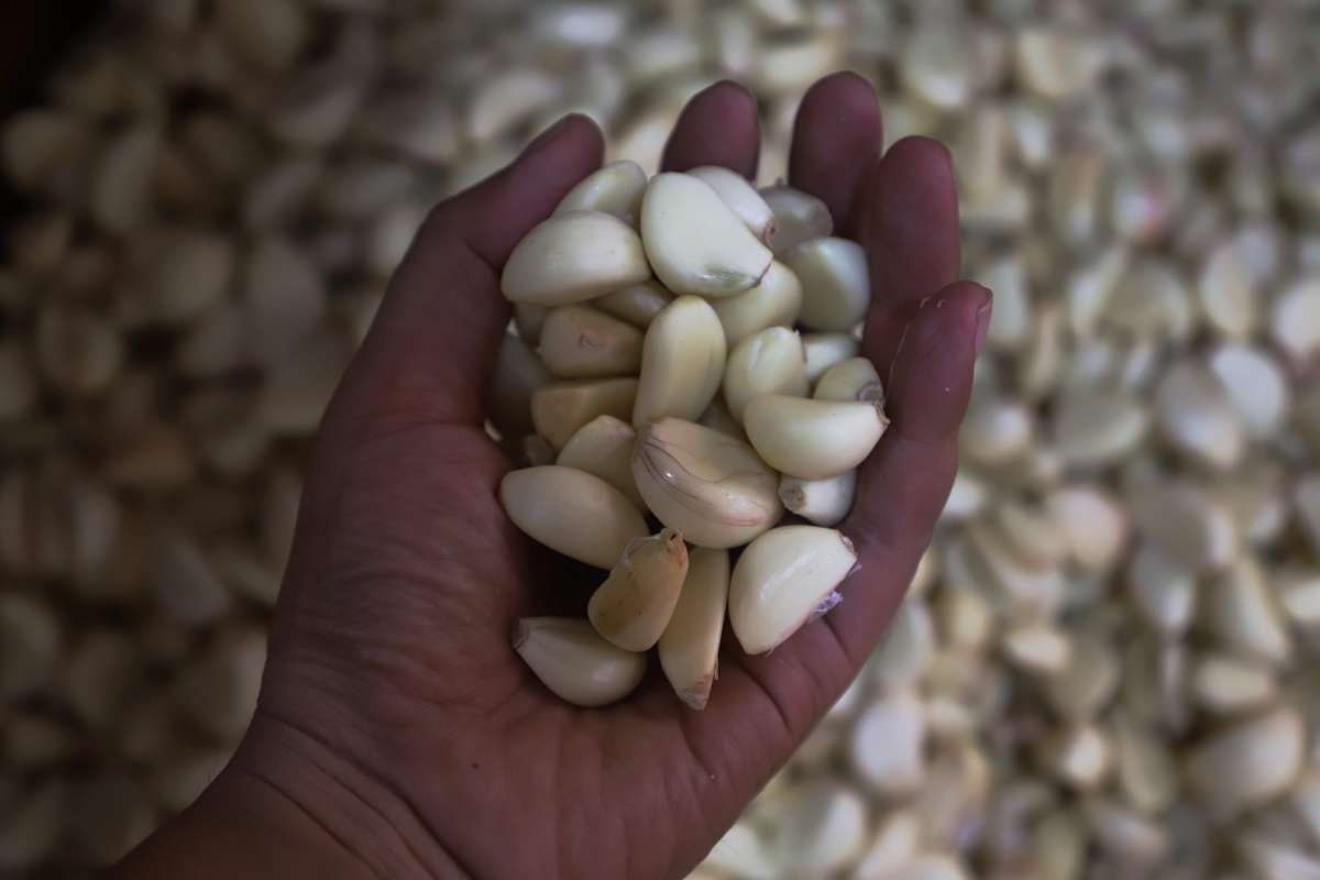 Pemerintah Siap Menggenjot Produksi Bawang Putih