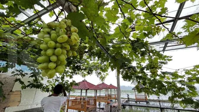 Budidaya Anggur di Desa Megulung Kidul