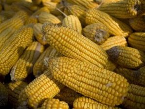 Harga jagung menguat tipis di akhir perdagangan minggu ini