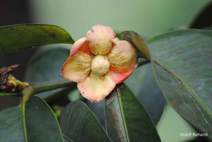 Buah Manggis yang Masam, Manis, dan Tanpa Biji