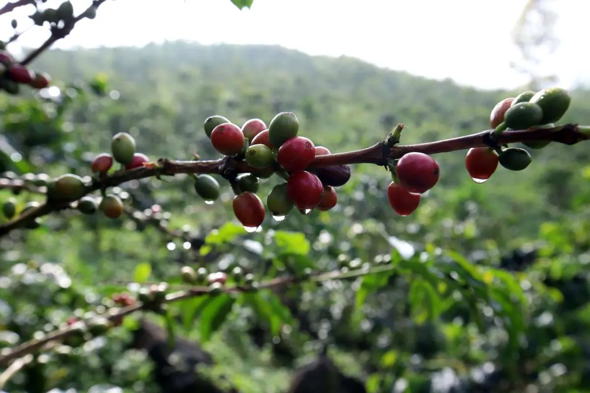 Harga Kopi Vietnam Stabil Kamis (20/8), Premium Robusta Indonesia Naik
