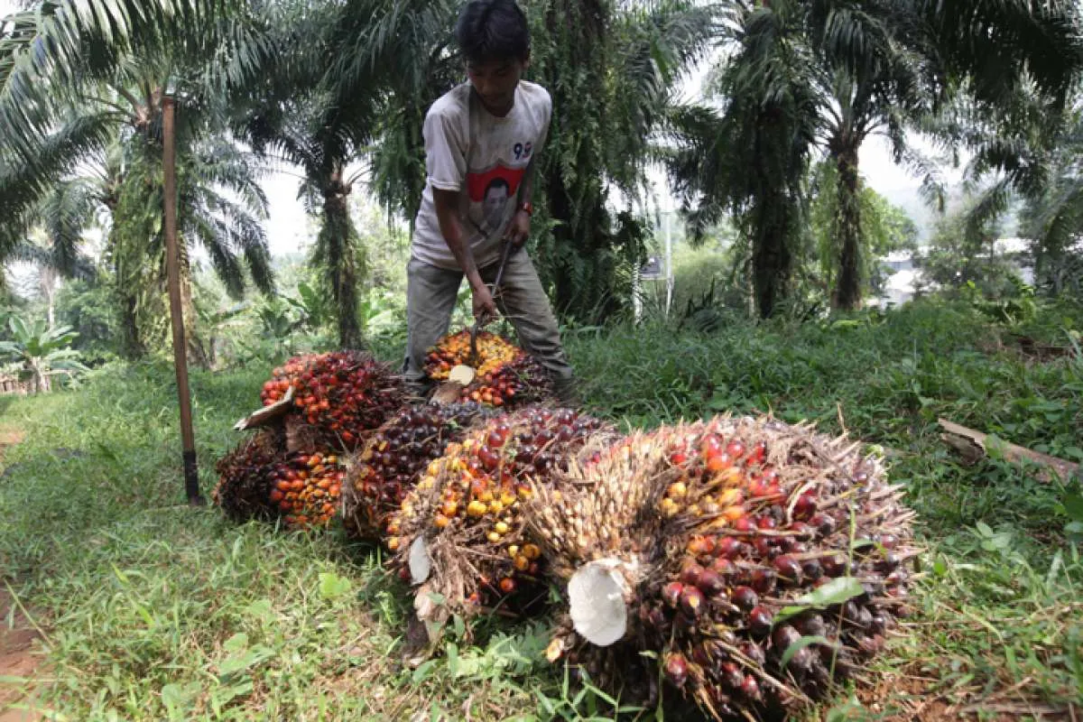 Virus corona pengaruhi industri CPO hingga mamin Indonesia
