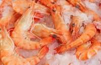 Tarif Tinggi AS Tekan Ekspor Udang, Indonesia Andalkan Pasar Alternatif