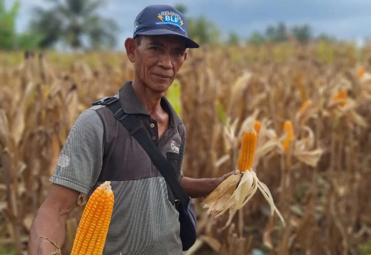 Dorong Peningkatan Produksi, Triputra Group Perkuat Bisnis Jagung di Sumba Barat Daya