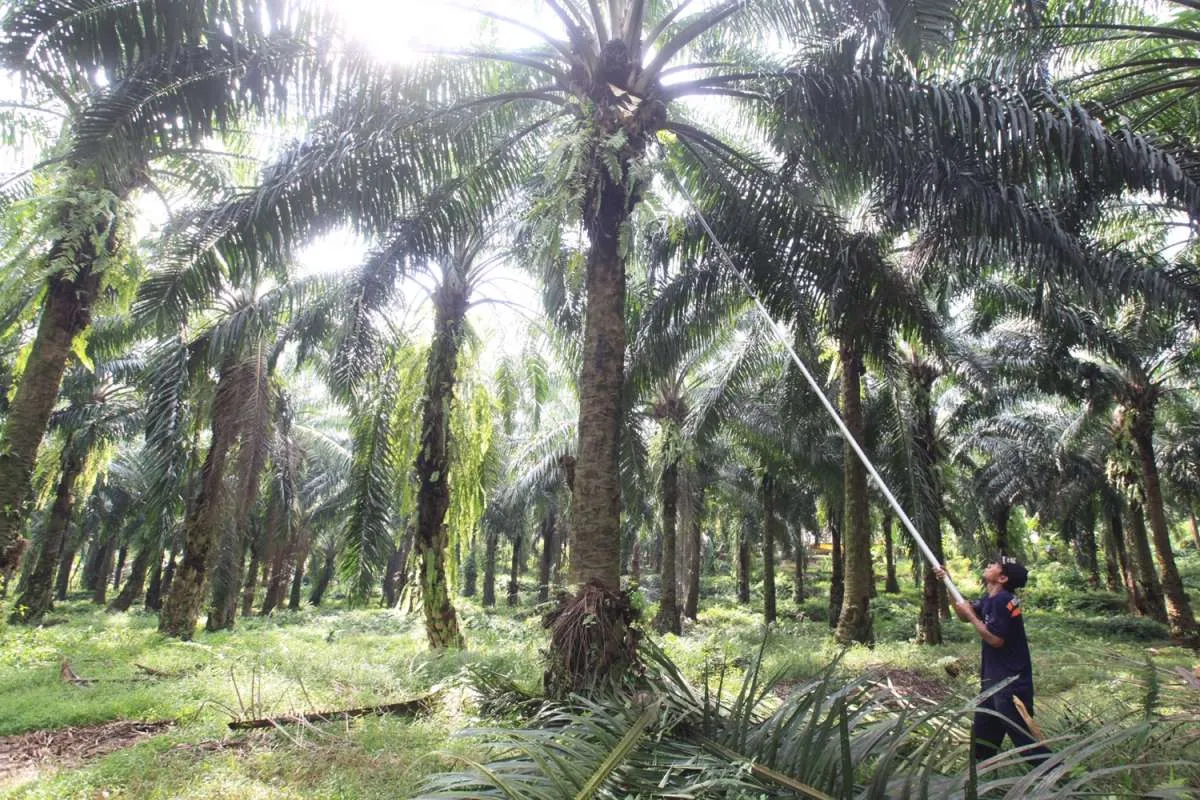Ini 5 miliarder Indonesia yang kaya raya berkat sawit 