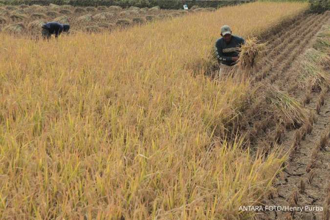 Produksi Beras Tahun Ini Terancam Turun Akibat Kemarau Panjang