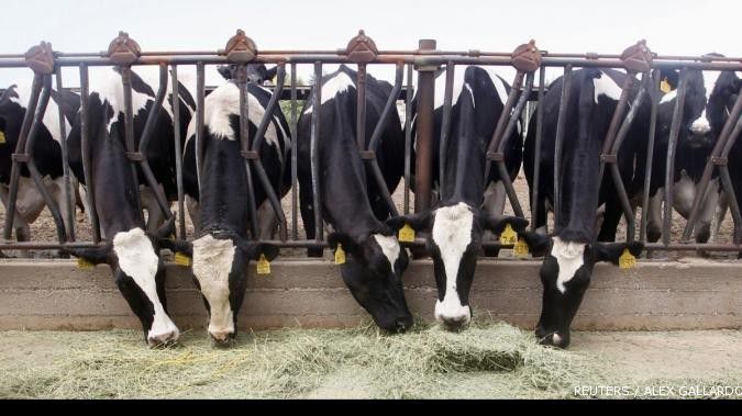 Jelang Ramadan, 125.000 ekor sapi siap dipotong