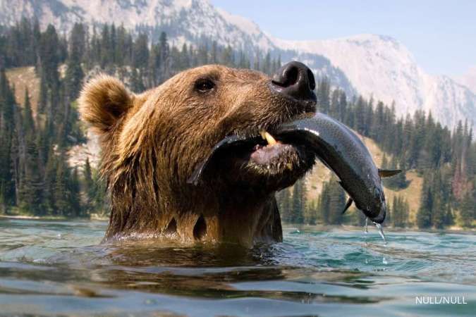8 Hewan Terkuat di Dunia, Ada Gajah Sabana Afrika hingga Beruang Grizzly