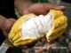BT Cocoa Nego Nestle untuk Suplai Kakao 