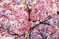 Biaya Hanami Jepang Naik 25%, Tradisi Sakura Ikonik Kian Mahal