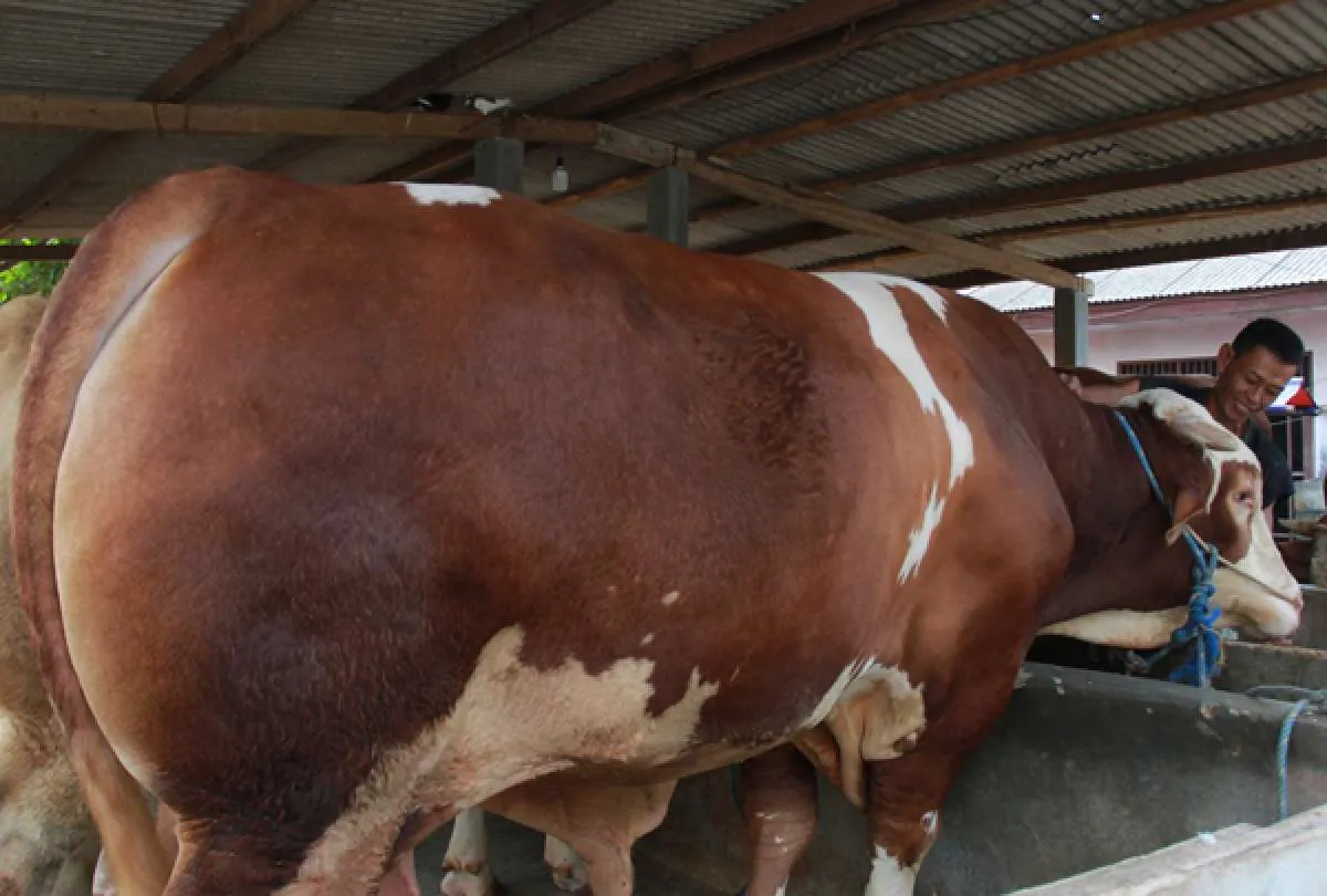 Presiden Jokowi sumbang sapi jawa seberat 1 ton untuk warga Surabaya 