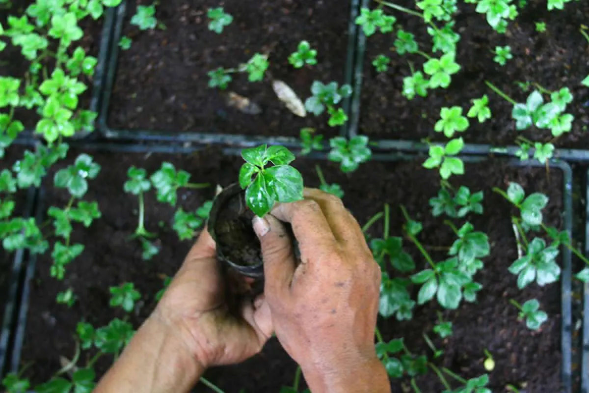 Tak Selalu Berhasil, Ini 5 Masalah Bibit Tanaman yang Bikin Gagal Tumbuh