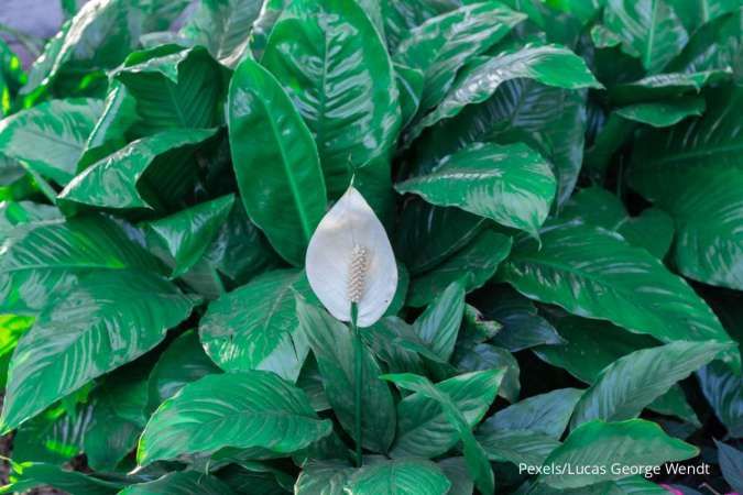 10 Rekomendasi Lokasi untuk Tanaman Peace Lily di Rumah biar Tumbuh Subur