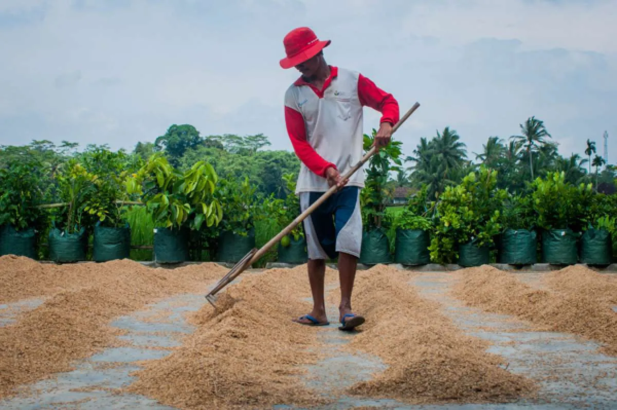 Jokowi pastikan Bulog serap beras petani