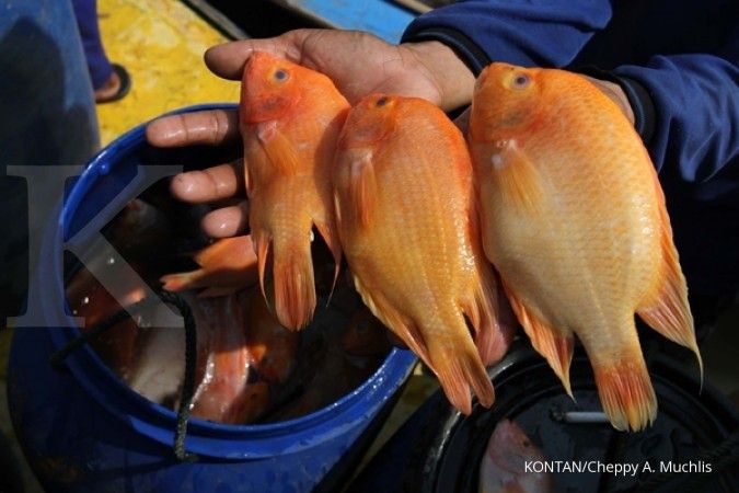 Pasar Ekspor Ikan NIla Indonesia Baru Menembus 16 Negara