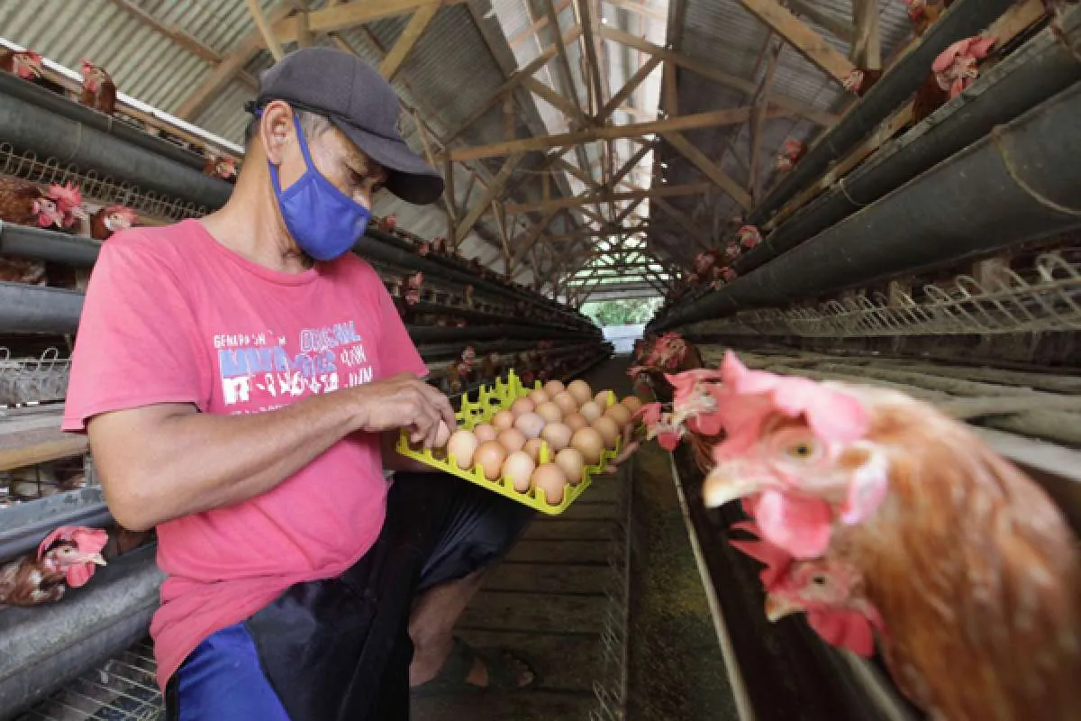 Ekonomi Indonesia masih dalam tahap periode survival 