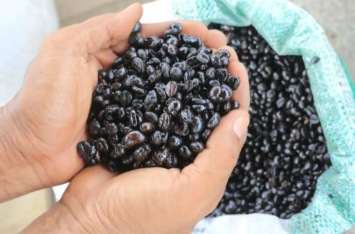 AEKI Catat Produksi Biji Kopi Tumbuh 60% pada Awal Tahun 2025