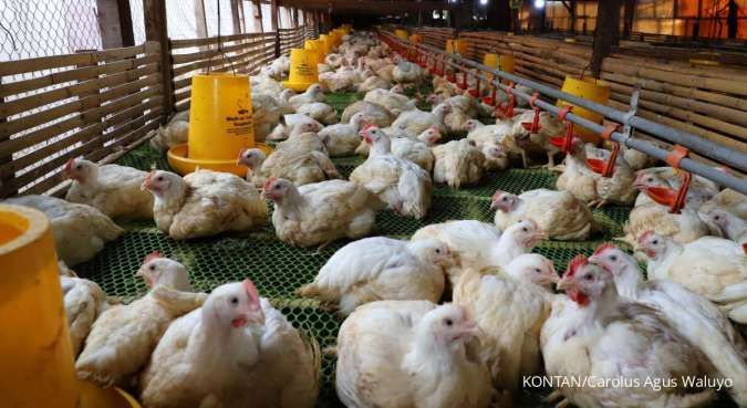 Harga Ayam Susut, Peternak Kusut