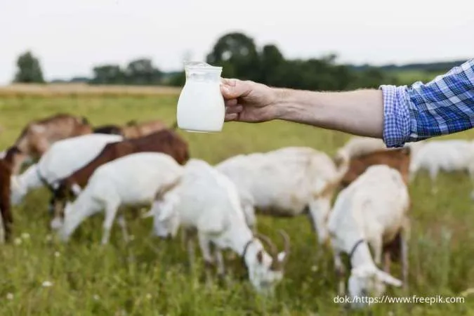 Dapatkan Kesehatan Optimal, Ini 9 Manfaat Susu Kambing yang Wajib Anda Tahu