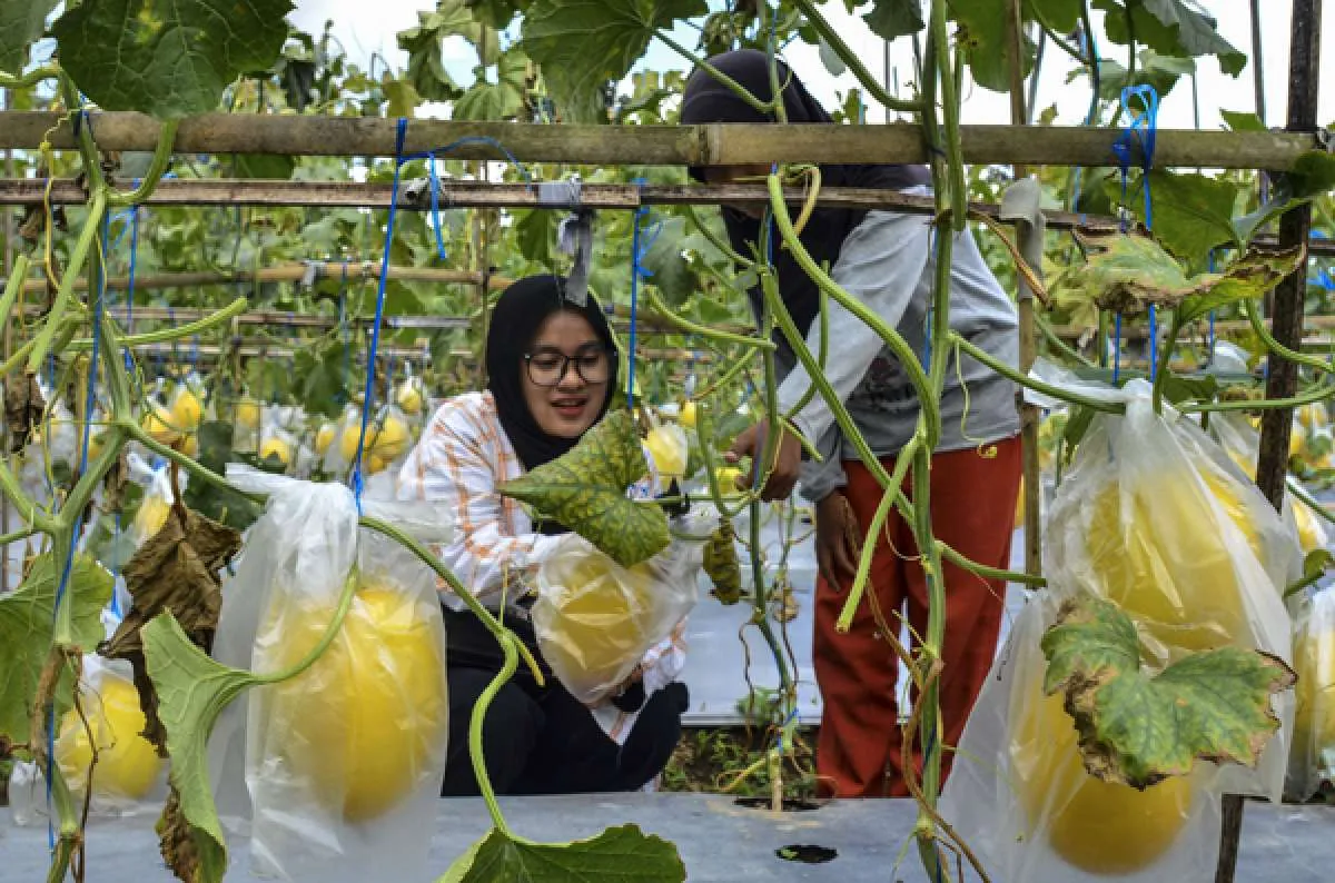 Kementan Latih Petani Milenial Belajar Smart Agribisnis Kewirausahaan