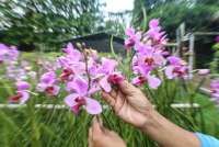 Kesalahan Merawat Anggrek yang Sering Bikin Tanaman Tidak Berbunga