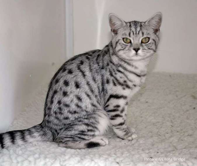 Aktif dan Setia, Simak Fakta Seputar Kucing American Shorthair!