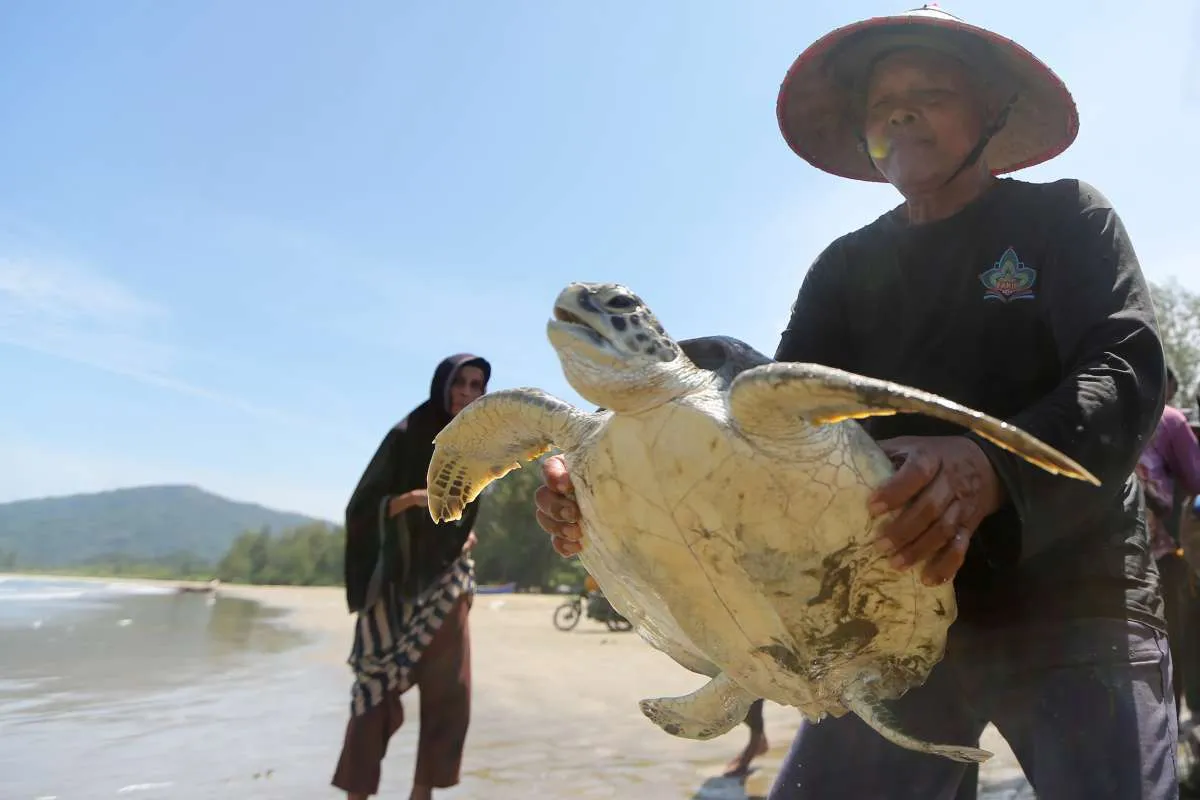Viral! WNA Diduga Makan Penyu Di Raja Ampat, Kenali Dampak Negatifnya