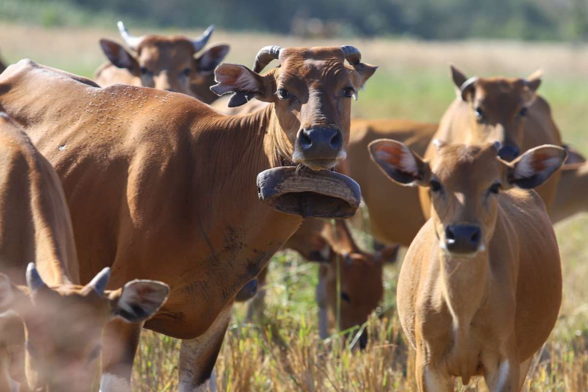 Potret Gembala Sapi di Lahan Bekas Panen Padi 