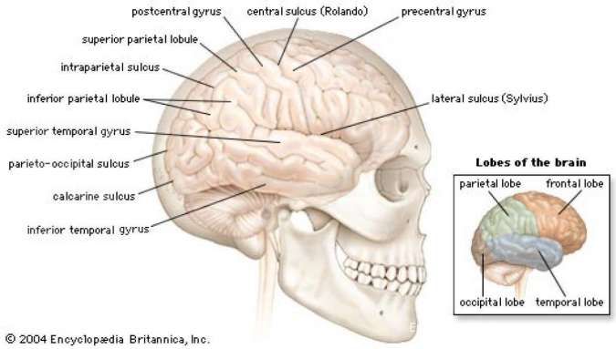 stuktur otak manusia