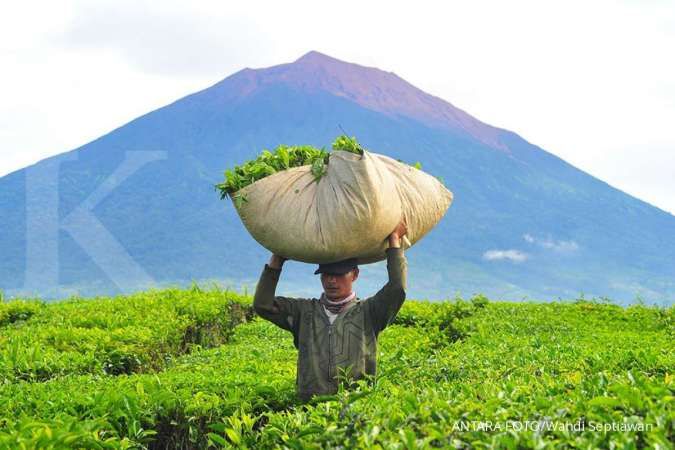 RNI dorong warga di kaki gunung Kerinci menanam teh