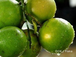 Bisnis bibit jeruk keprok tak membikin kapok (1)