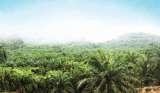 Disuspensi 18 Bulan, Saham Multi Agro Gemilang Plantation (MAGP) Terancam Delisting