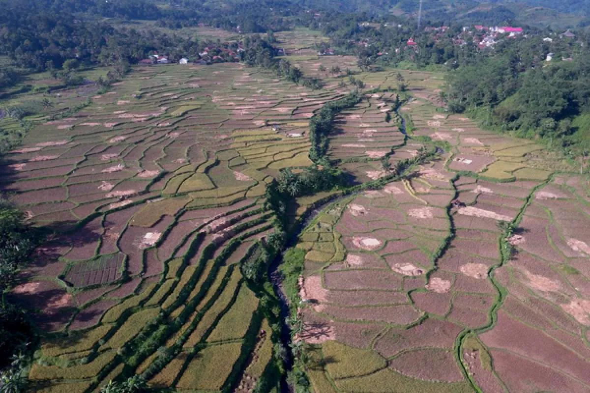 Cegah Alih Fungsi, 2,75 Juta Hektare Lahan Diusulkan Jadi Lahan Sawah Dilindungi