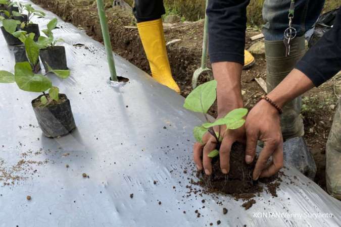 15 Rekomendasi Tanaman Sayur Polybag untuk Kebun Mini yang Cepat Tumbuh!