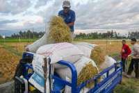Agar Tanaman Tetap Sehat, Syngenta Indonesia Dorong Inovatif Berbasis Plinazolin