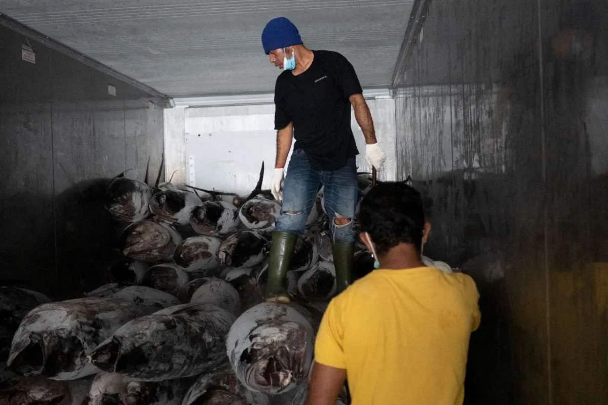 Lewat Pembiayaan LPEI, Sarinah Ekspor Tuna Beku Senilai US$ 107.000 ke Vietnam