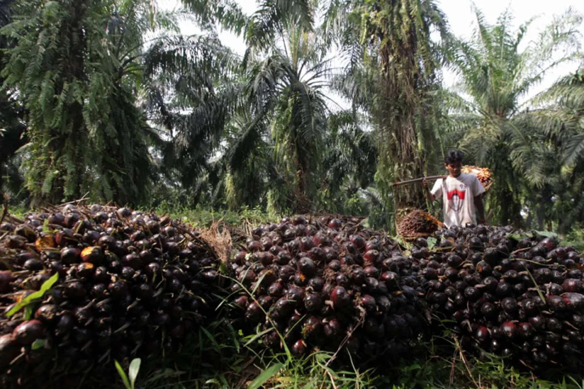 Program B30 berlaku mulai tahun depan, begini rencana emiten CPO